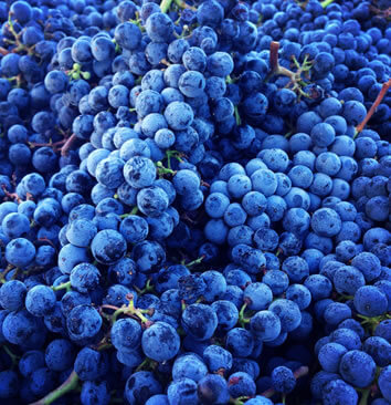 Was sind Terpene?