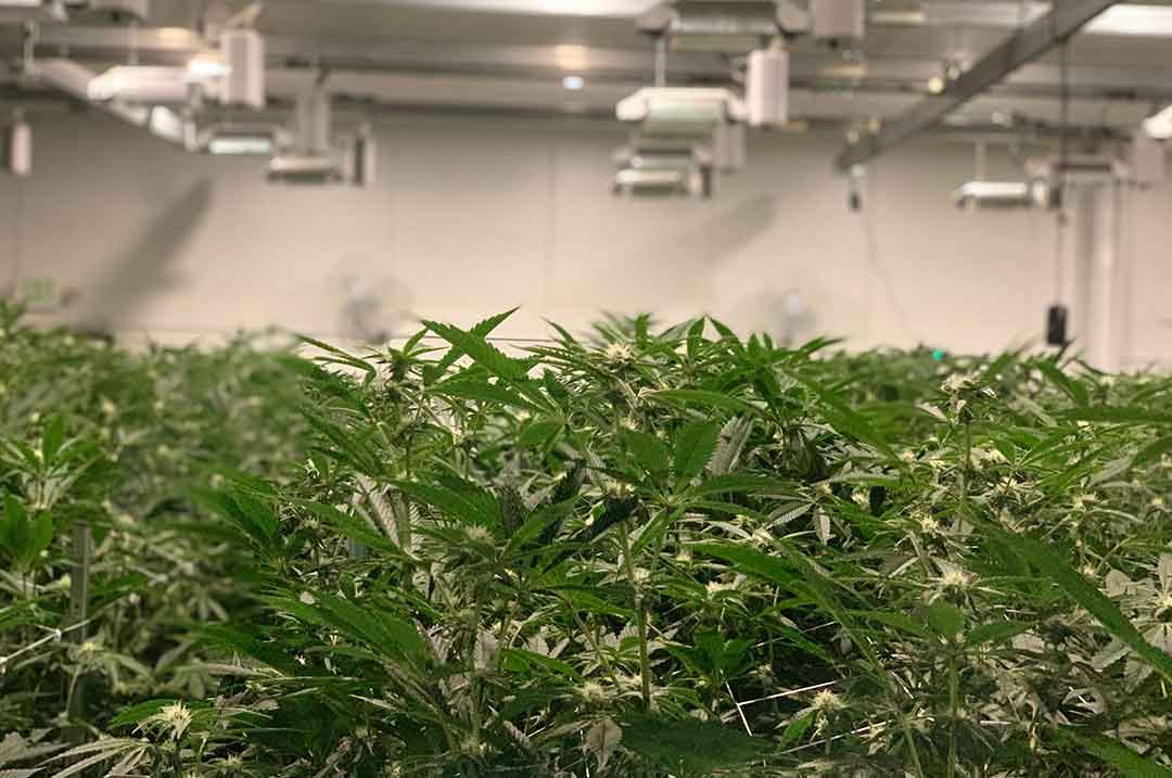cbd_plantage