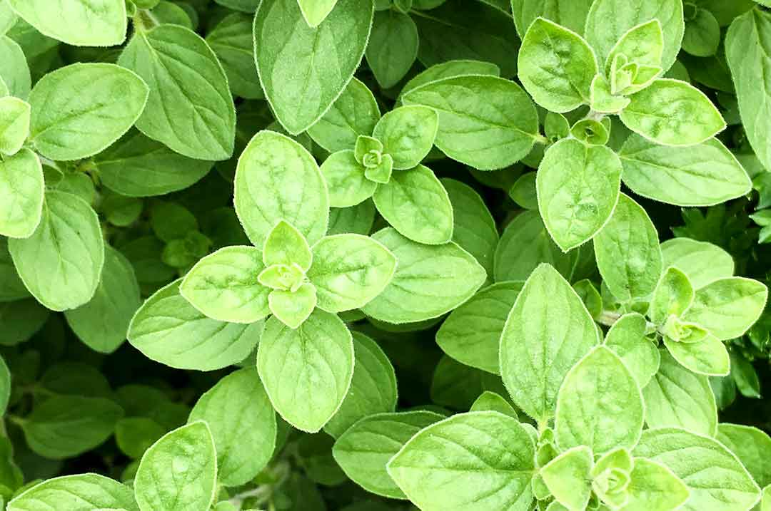 Oregano / Beta-Caryophyllen